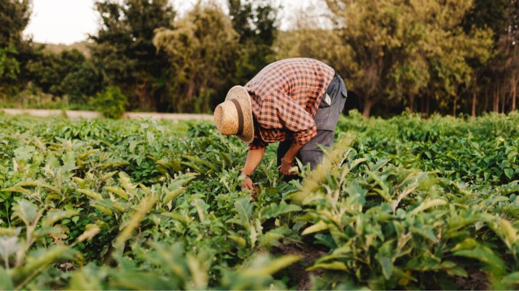 prova de atividade rural INSS